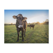 こんにちは、牛が言った