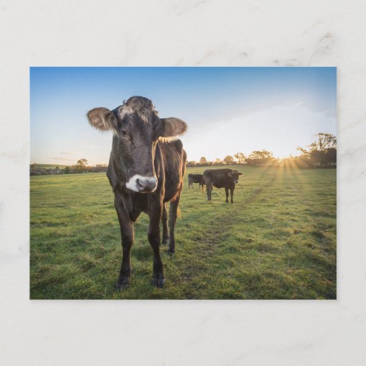 こんにちは、牛が言った ポストカード (正面)