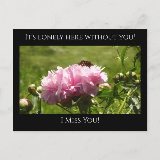 こ恋しく思ここピンクの牡丹は寂しい ポストカード (正面)
