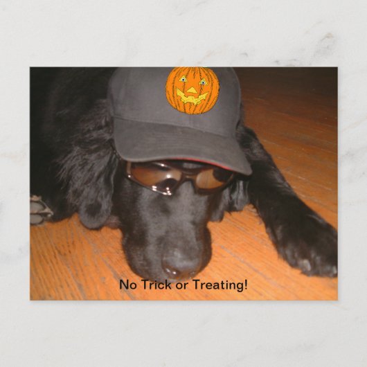 こ離れのハロウィンの後ろに ポストカード (正面)