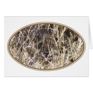 ごまかされたSimba (ライオン)