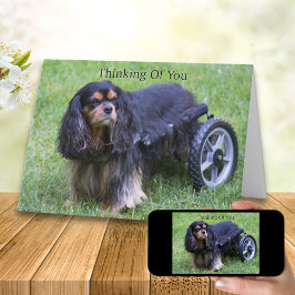 ご冥福をお祈りします キャバリア・キング・チャールズ・スパニエル 障害 カード