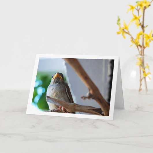 さくらももえの肖像 カード (黄色い花)