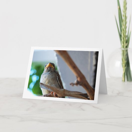 さくらももえの肖像 カード (正面)