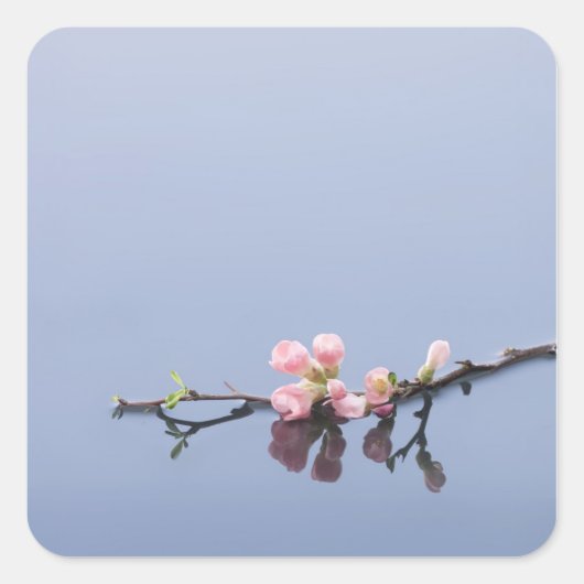 さくらんぼが咲く スクエアシール (正面)