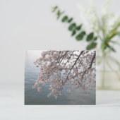 さくらんぼが潮流を越えて咲く ポストカード (スタンド正面)