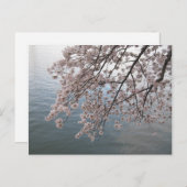 さくらんぼが潮流を越えて咲く ポストカード (正面/裏面)