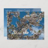 さくらんぼが青空に咲く。日付はがきを保存する 案内ポストカード (正面/裏面)