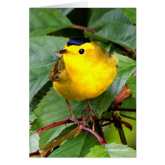 さくらんぼの木の美しいウィルソンの反り (正面)