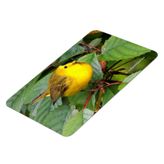 さくらんぼの木の美しいウィルソンの反り マグネット (左側)