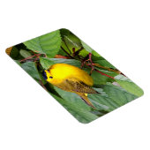 さくらんぼの木の美しいウィルソンの反り マグネット (右側)