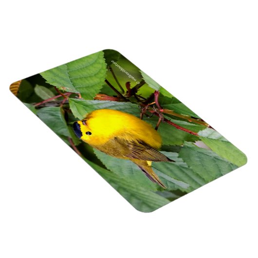 さくらんぼの木の美しいウィルソンの反り マグネット (右側)