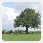 さくらんぼの木 スクエアシール (正面)