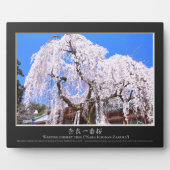 さくらんぼの枝垂れ（『奈良一番桜』） フォトプラーク (正面)