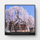 さくらんぼの枝垂れ（『奈良一番桜』） フォトプラーク (正面)