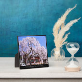 さくらんぼの枝垂れ（『奈良一番桜』） フォトプラーク (インサイチュ)