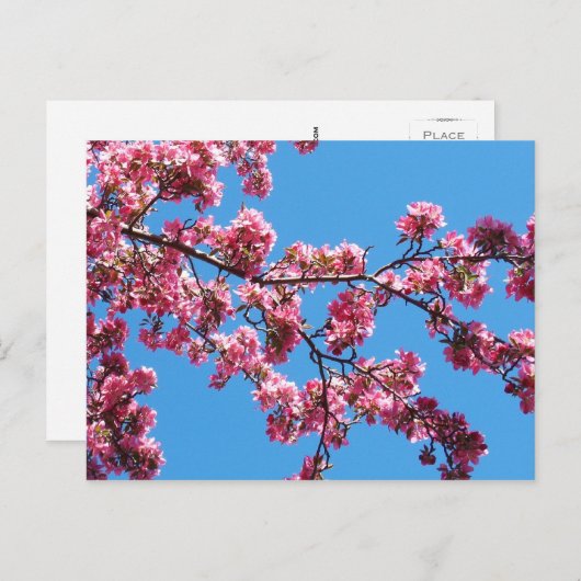 さくらんぼの枝葉書 ポストカード (正面/裏面)