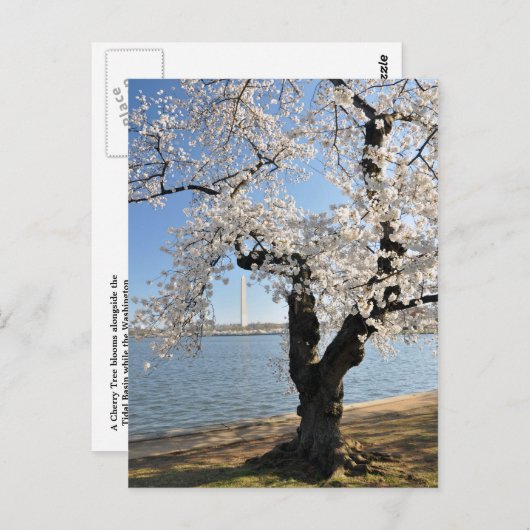 さくらんぼの白い花 ポストカード (正面/裏面)