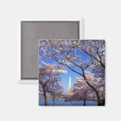 さくらんぼの花々ワシントンDC冷蔵庫用マグネット マグネット (正面/裏面)