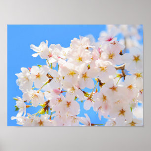さくらんぼの花々春 ポスター