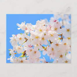 さくらんぼの花々春 ポストカード