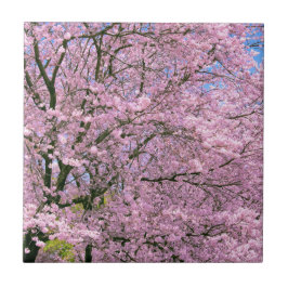 さくらんぼの花々開花 タイル