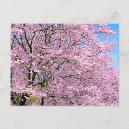 さくらんぼの花々開花 ポストカード