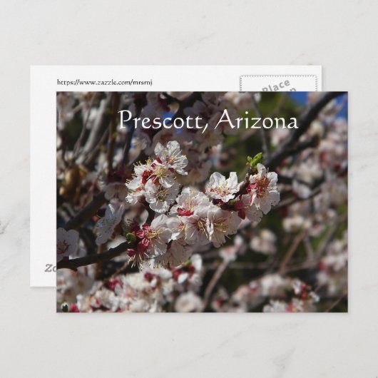 さくらんぼの花がアリゾナ州プレスコットで咲く ポストカード (正面/裏面)