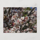 さくらんぼの花がアリゾナ州プレスコットで咲く ポストカード (正面)