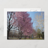 さくらんぼの花がフィラデルフィアのはがき ポストカード (正面/裏面)