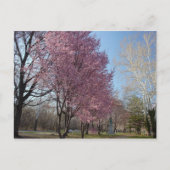 さくらんぼの花がフィラデルフィアのはがき ポストカード (正面)