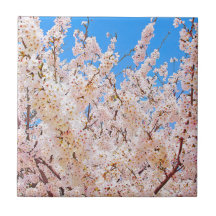 さくらんぼの花が満開の開花