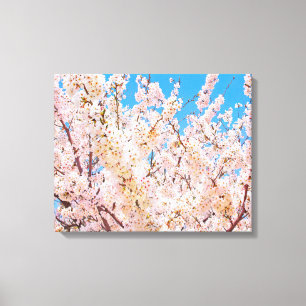 さくらんぼの花が満開開花 キャンバスプリント