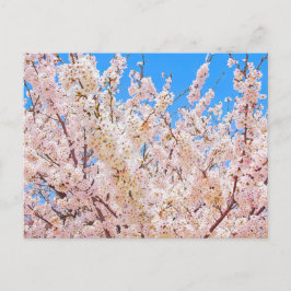 さくらんぼの花が満開開花 ポストカード