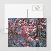 さくらんぼの花とビーピンク春の花 ポストカード (正面/裏面)