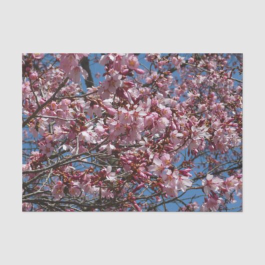 さくらんぼの花とブルースカイ春フローラ 薄葉紙 (正面)