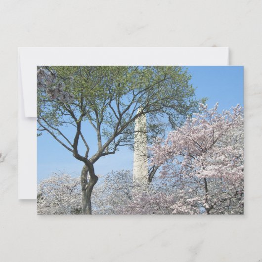 さくらんぼの花とワシントンのモニュメント カード (正面)