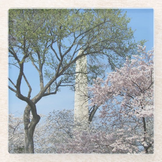 さくらんぼの花とワシントンのモニュメント ガラスコースター (正面)