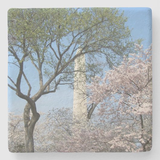 さくらんぼの花とワシントンのモニュメント ストーンコースター (正面)