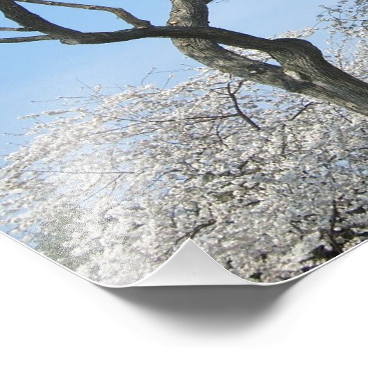 さくらんぼの花とワシントンのモニュメント フォトプリント (角)