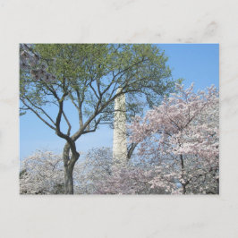 さくらんぼの花とワシントンのモニュメント ポストカード