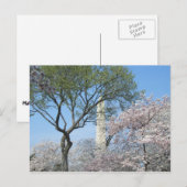 さくらんぼの花とワシントンのモニュメント ポストカード (正面/裏面)