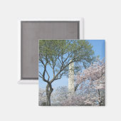 さくらんぼの花とワシントンのモニュメント マグネット (正面/裏面)