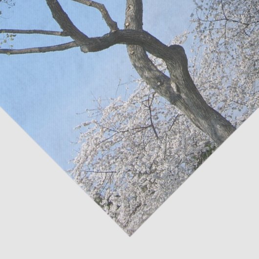 さくらんぼの花とワシントンのモニュメント 薄葉紙 (詳細)