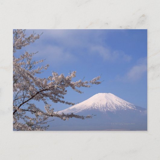 さくらんぼの花と富士山2 ポストカード (正面)