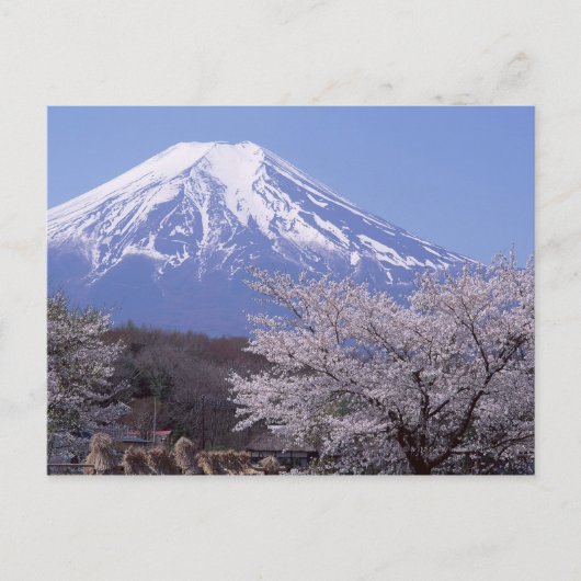 さくらんぼの花と富士山 ポストカード (正面)