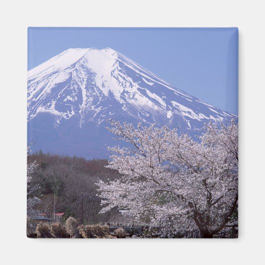 さくらんぼの花と富士山 マグネット (正面)