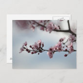 さくらんぼの花と空 ポストカード (正面/裏面)