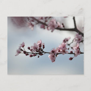 さくらんぼの花と空 ポストカード
