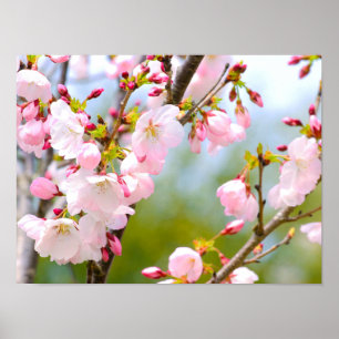 さくらんぼの花のクローズアップ ポスター